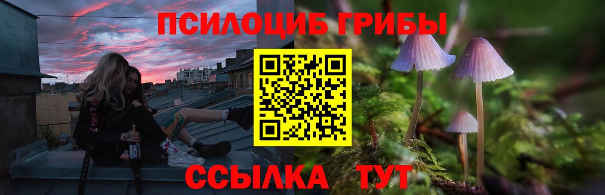 Псилоцибиновые грибы Psilocybe Жуковский